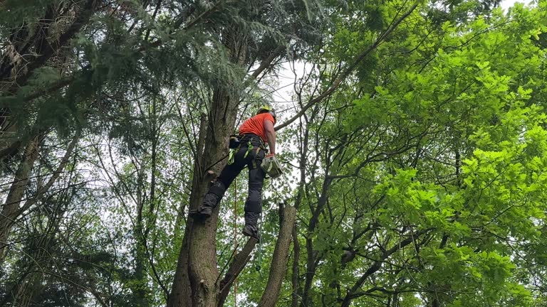 Best Tree Removal  in Nellis Af, NV